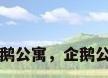 企鹅公寓，企鹅公寓