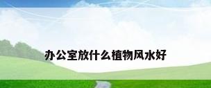 办公室放什么植物风水好