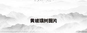 黄玻璃树图片