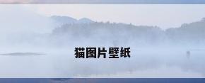 猫图片壁纸