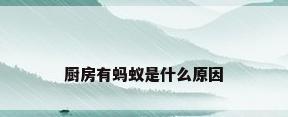 厨房有蚂蚁是什么原因
