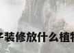 房子装修放什么植物好