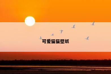 可爱猫猫壁纸